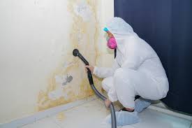 Best Attic Mold Removal  in Rochester, WA